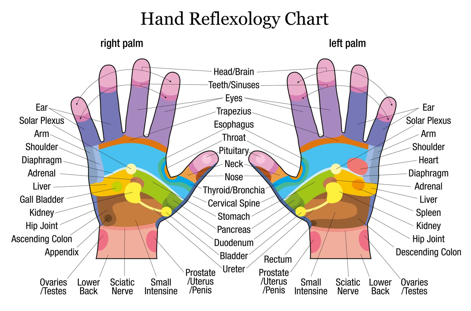 chart detailing reflexology pressure points on a hand