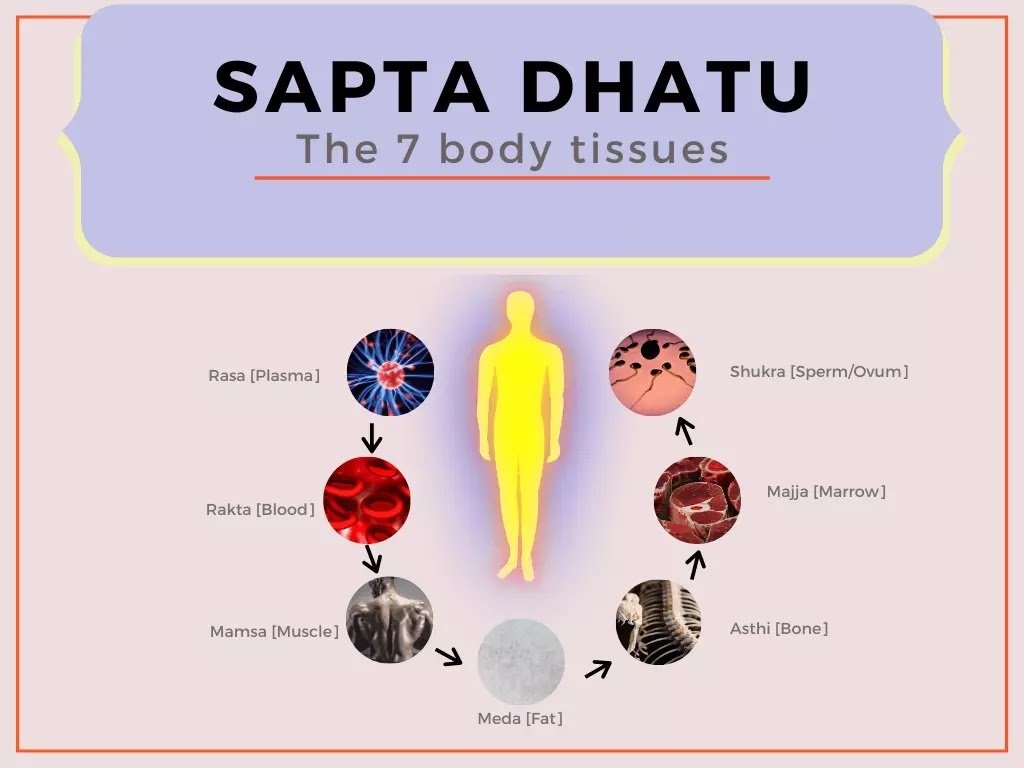 chart detailing the seven dhatus in the human body